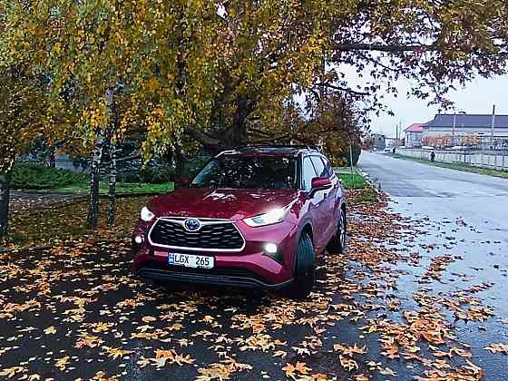 Хайлендер гибрид Tiraspol