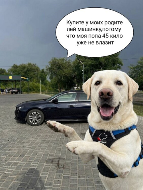 Peugeot 508 2019 год Тирасполь Tiraspol - fotografie 6